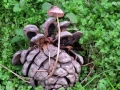 15 Mycena seynesii su pigna